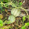 Zuckermelone 'Petit gris de Rennes', Cucumis melo L.