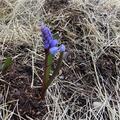 Zweibl�ttriger Blaustern, Scilla bifolia 
