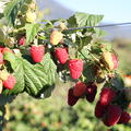 Himbeere Twotimer 'Allyouneed', Rubus idaeus