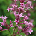 Syringa Bloomerang 'Pink Perfume' Zwergflieder Blte