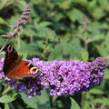 Buddleja davidii Blue Chip Sommerflieder Schmetterlingsstrauch