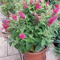 Zwerg-Sommerflieder Butterfly Candy 'Little Ruby', Buddleja davidii