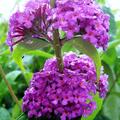 Zwerg-Sommerflieder 'Pink Micro Chip', Buddleja davidii 'Pink Micro Chip'