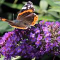 Sommerflieder, Schmetterlingsstrauch 'Purple Chip'
