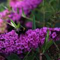 Sommerflieder mit einer Biene auf der Rispe