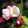 Malus 'Pomzai' Blte