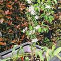 Zwergapfelbaum Maloni Billy, Malus domestica