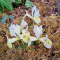 Zwergiris 'Katharine Hodgkin', Iris 'Katharine Hodgkin'