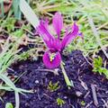 Zwergiris 'Rejoice', Iris reticulata 'Rejoice'