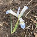 Iris reticulata 'Frozen Planet'