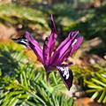 Iris reticulata 'Pauline