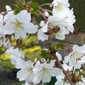 Zwergkirsche Brillant (Prunus Brillant)