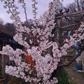 Zwergkirsche 'Brilliant', Prunus nipponica 'Brilliant'