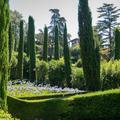 Mittelmeer-Zypresse (Cupressus sempervirens)