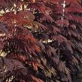 Roter Seidenbaum 'Summer Chocolate', Albizia julibrissin 'Summer Chocolate'