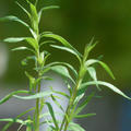 Artemisia dracunculus var. sativa (veg)