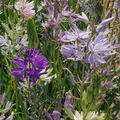 Camassia Hybrids, Pr�rielilien Mix