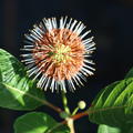 Knopfbusch (Cephalanthus occidentalis)