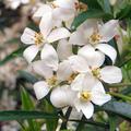 Orangenblume 'Aztec Pearl' (Choisya ternata 'Aztec Pearl')