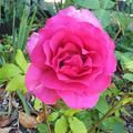 Rose Parole, Edelrose 'Parole'