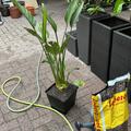 Strelitzia reginae, Umtopfen mit fruchtbare Erde Nr.1 