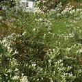 Aster ericoides 'Schneegitter', Myrten-Aster 'Schneegitter'