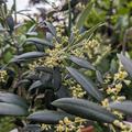 Olea europaea 'Leccino', Olivenbaum Leccino