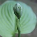 Hosta sieboldiana 'August Moon', Funkie 'August Moon'