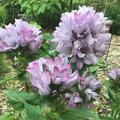 Knäuel-Glockenblume 'Caroline', Glockenblume, Campanula glomerata 