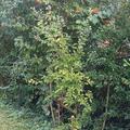 Rubostikose Campanere und im Hintergrund eine Wildhecke