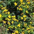 Cassia corymbosa blht vom Frhjahr bis zum Frost ohne Ende und ist sehr wchsig, eine meiner Traumpflanze