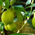 Viele Frchte trgt Citrus (Citrofortunella) lemon in unterschiedlichen Gren