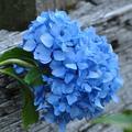 Wunderschn blau blht diese Hortensie