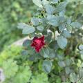Ich bin begeistert von der Schnheit dieser Rose, die heuer sogar Anfang Oktober Blten entwickelt 