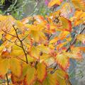 Hamamelis mit zauberhafter Herbstfrbung 