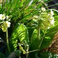 Primula veris subspecies veris