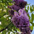 Amerikanischer Blauregen 'Longwood Purple', Wisteria frutescens 