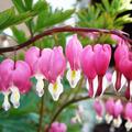 Dicentra