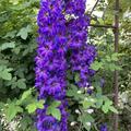 Delphinium x elatum 'Finsteraarhorn'