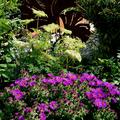 Aster novae-angliae 'Purple Dome'