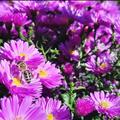 Aster dumosus 'Rosenwichtel'