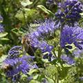 Die Bartblume - für Bienen ein Traum    