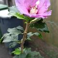 Hibiscus mit Spinne