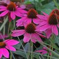 Echinacea purpurea