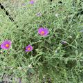 Cistus x pulverulentus 'Sunset', Zistrose 'Sunset'