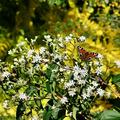 Bienenbaum wird aktuell noch rege von Bienen, Hummeln Schmetterlingen besucht. Standort: Odenwald knapp 500 m . NN.