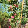 Im Oktober 2022 gepflanzt und im September 2023 sind 17 schöne Äpfel zu bewundern 