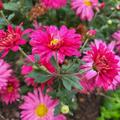 Chrysanthemum x hortorum 'Reiherberg'