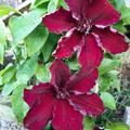 Clematis, Waldrebe 'Westerplatte'