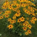 Rudbeckia fulgida variett deamii